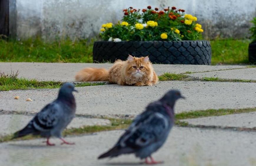 Пермскому фотографу удалось пошагово заснять охоту рыжего кота на голубей. Получилось одновременно и эпично, и мило