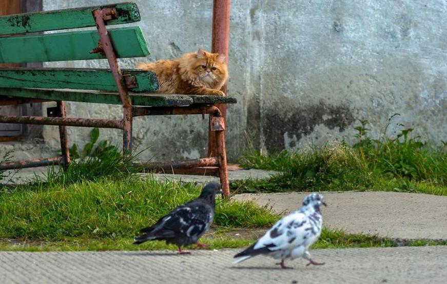 Пермскому фотографу удалось пошагово заснять охоту рыжего кота на голубей. Получилось одновременно и эпично, и мило