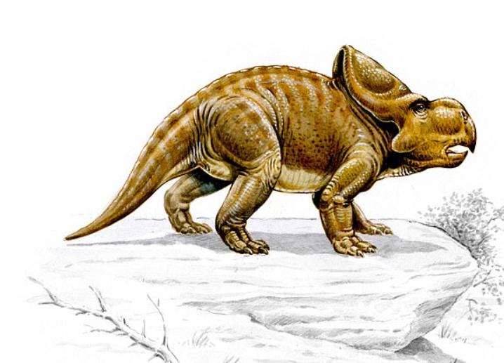Динозавры протоцератопсы использовали свои большие черепа с оборками для привлечения партнеров, а не для защиты, как считалось ранее