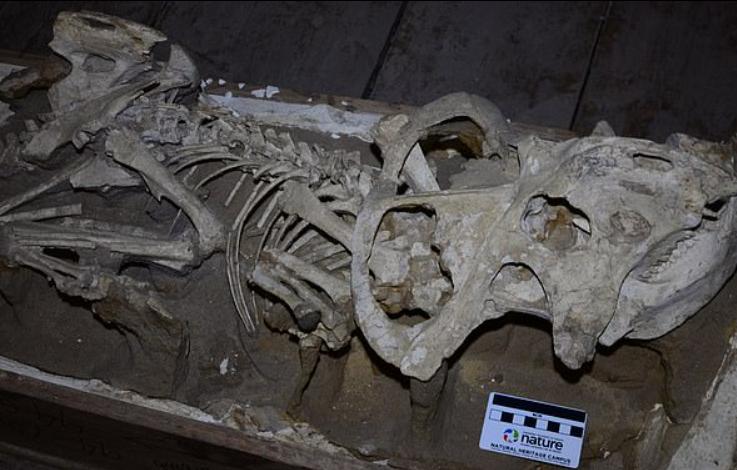 Динозавры протоцератопсы использовали свои большие черепа с оборками для привлечения партнеров, а не для защиты, как считалось ранее