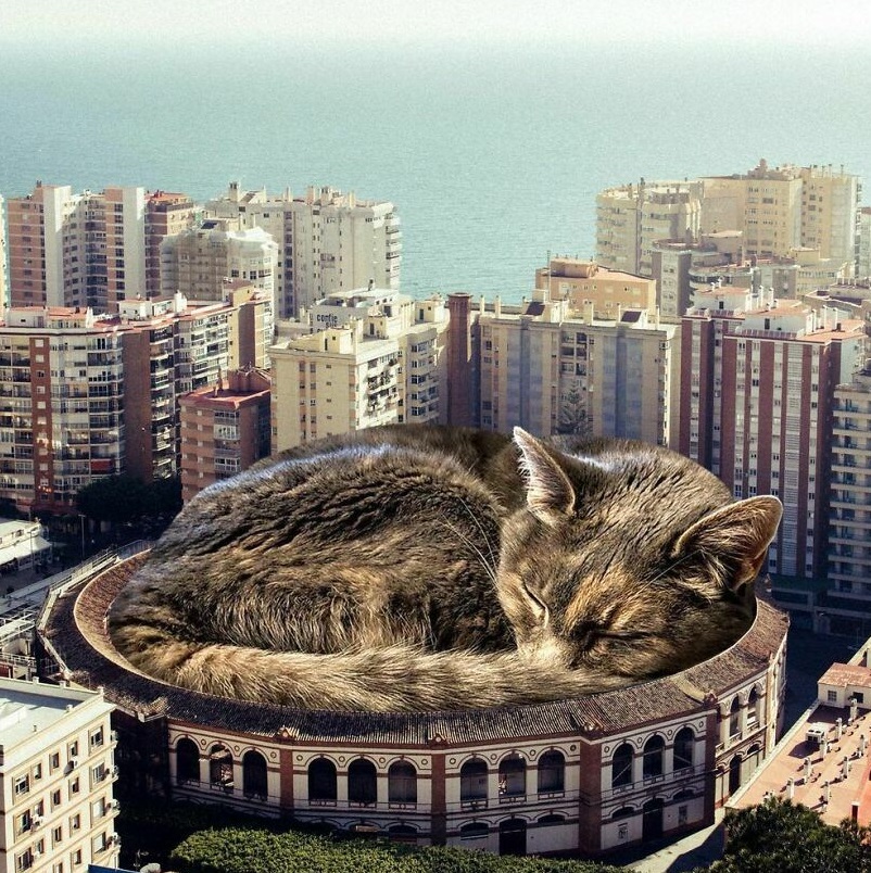 Огромные коты. В Сети популярны сюрреалистичные снимки Мэтта Маккарти