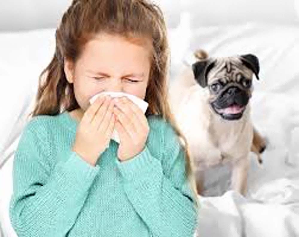 Российские ученые рассказали об уникальной вакцине от аллергии на кошек, собак, грызунов и гепатита В