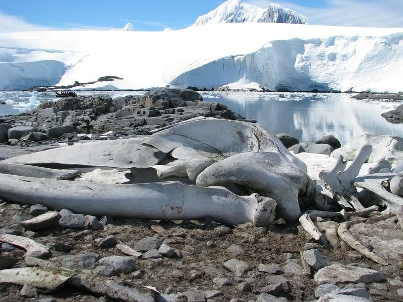 Нечто застывшее во льдах: в Арктике обнаружено существо с плоской головой, видовая принадлежность которого пока не ясна