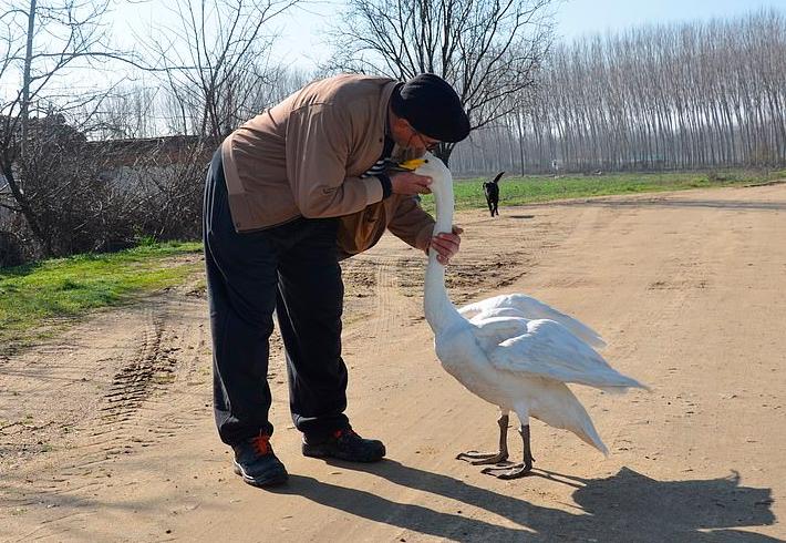 Спасенный мужчиной из Турции лебедь стал лучшим другом на долгие годы