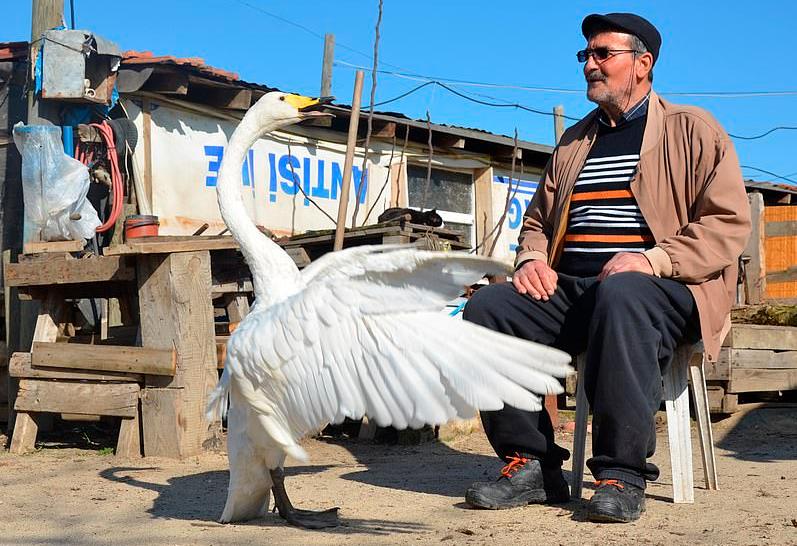 Спасенный мужчиной из Турции лебедь стал лучшим другом на долгие годы