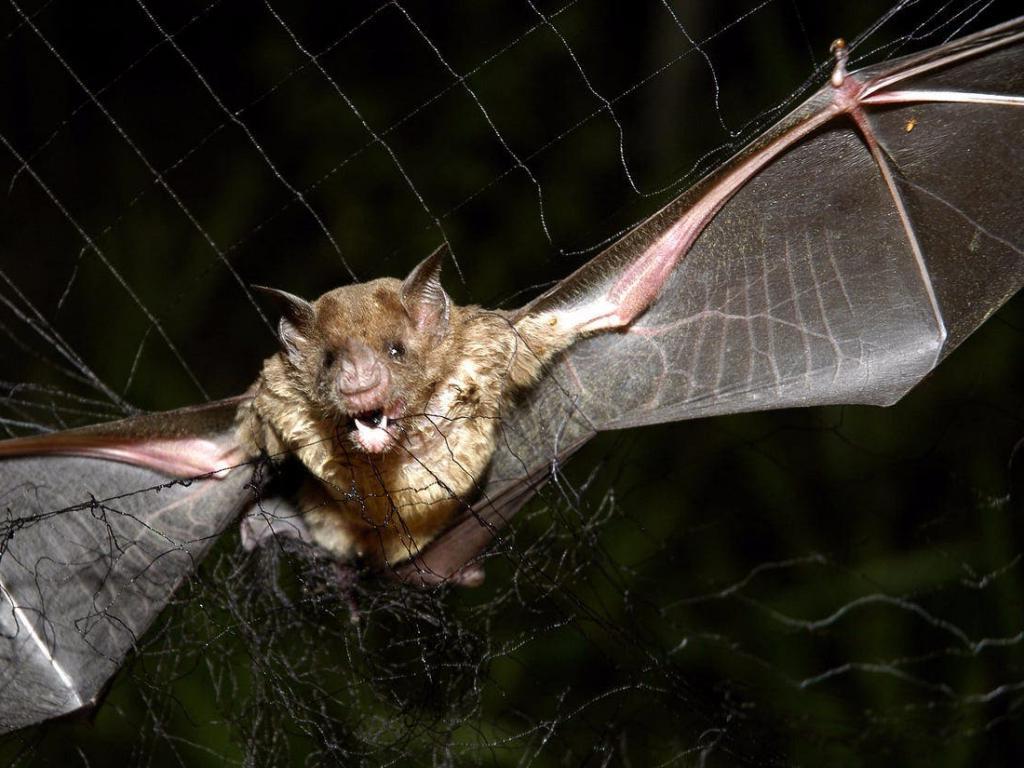 У летучих мышей в Азии обнаружили новый коронавирус