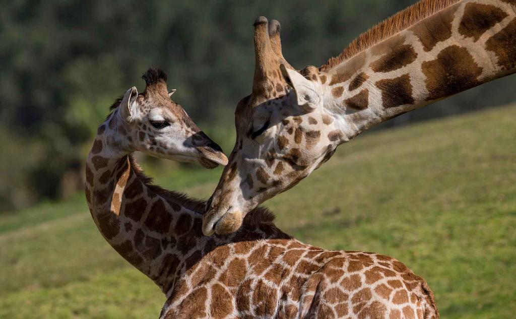 "Девчонки, поболтаем?" Общающиеся с друзьями самки жирафов живут дольше, чем одиночки