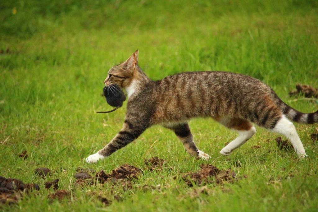 Ученые утверждают, что игра с кошкой в течение пяти минут в день и кормление мясной пищей позволяют усмирить ее природный инстинкт охотника