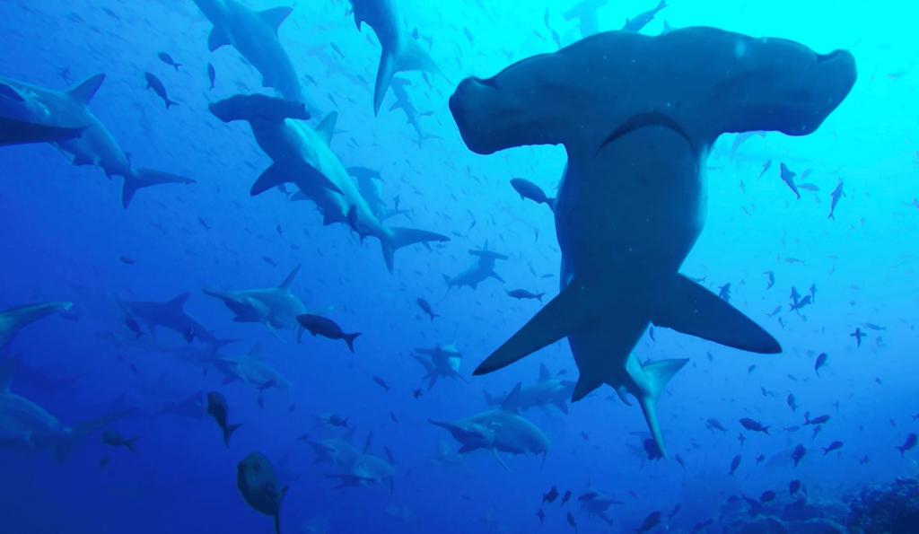 Семьдесят процентов исчезло за полвека: скатам и акулам в Мировом океане грозит вымирание
