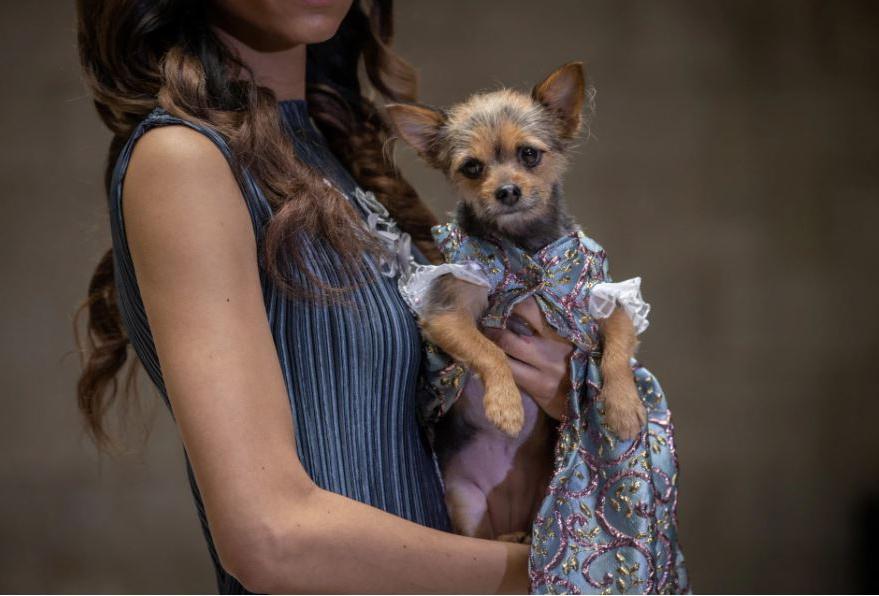 В нарядах от кутюр: собачек из приюта животных показали на Нью-Йоркской неделе моды