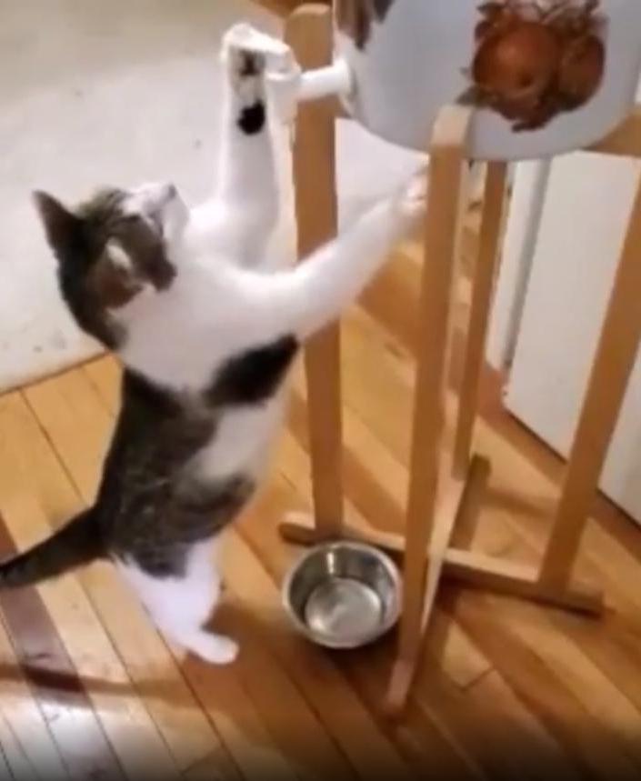 "Она единственная из 60 кошек, кто умеет это делать": владелец приюта для животных показал кошку, которая сама наливает себе воду