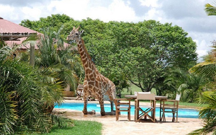 «Что б я так жил»: нынешней жизни спасенного жирафа можно завидовать вечно