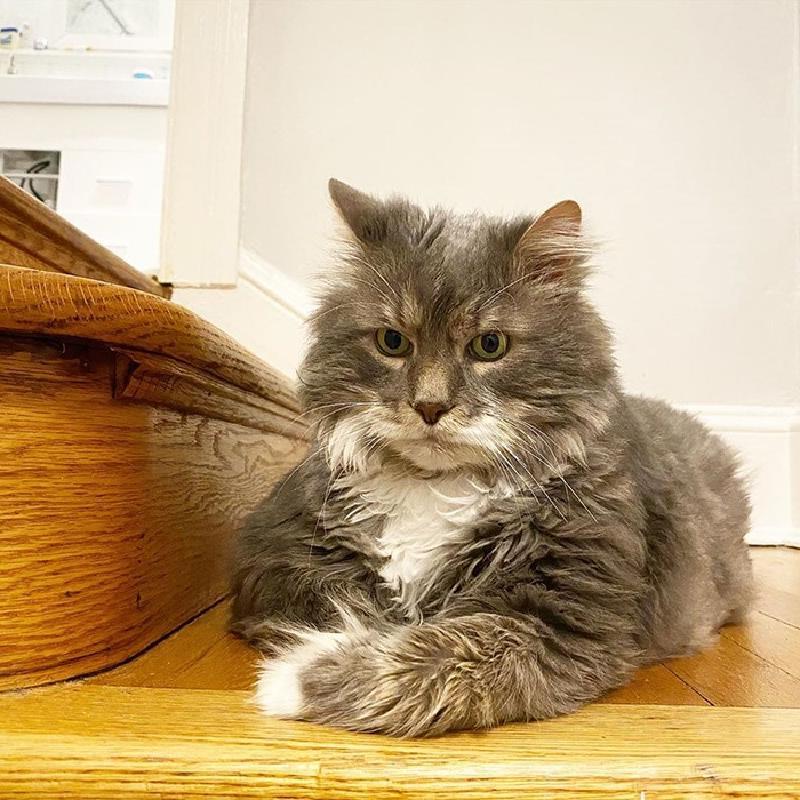 Большой кот Уилфорд стал звездой Instagram: он весит 12 кг, а его животик очаровывает всех своей внушительностью