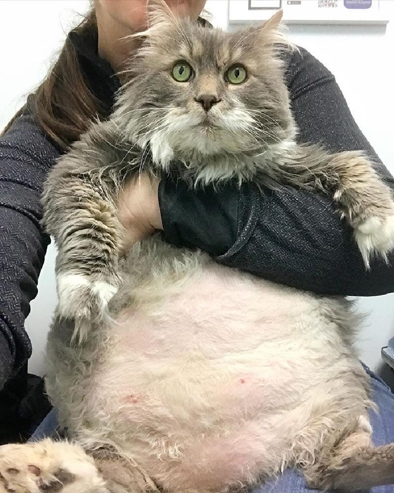 Большой кот Уилфорд стал звездой Instagram: он весит 12 кг, а его животик очаровывает всех своей внушительностью