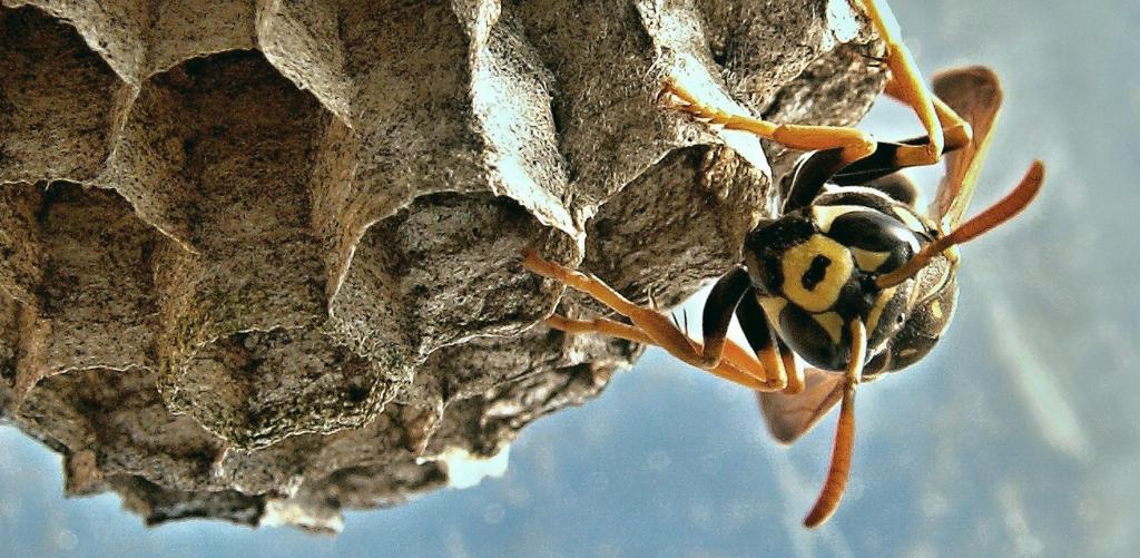 Из-за избытка рабочей силы осы нянчат особей из соседних гнезд, выявили ученые