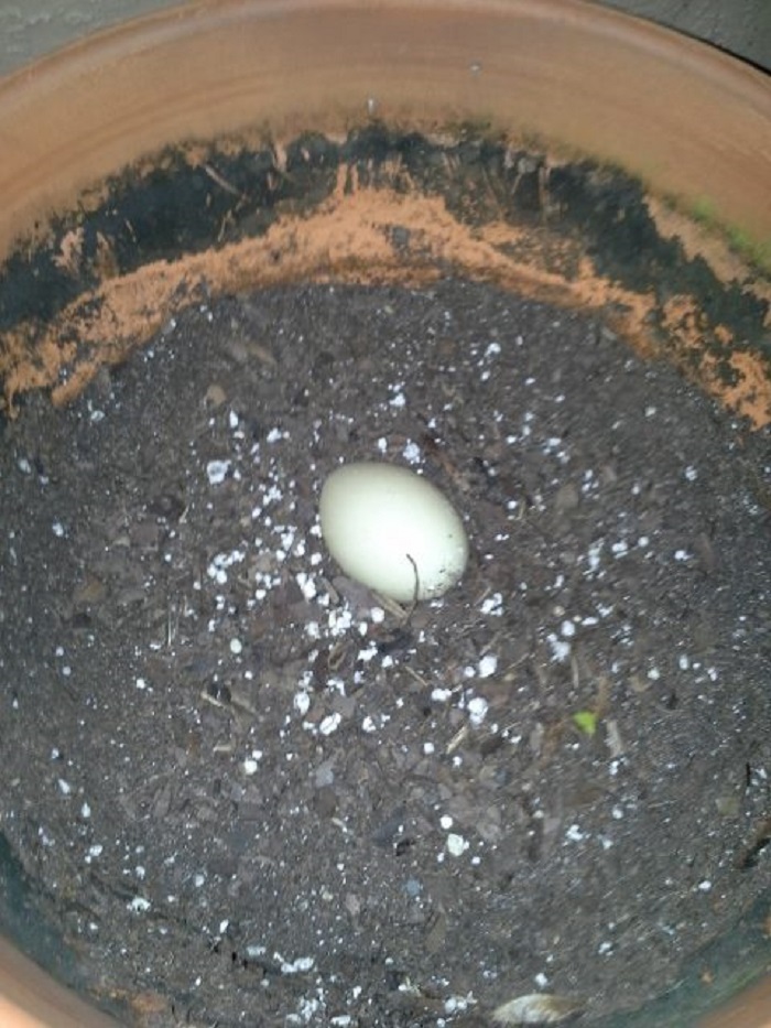 Парень заметил яйцо в своем цветочном горшке, а спустя немного времени там появились 11 утят
