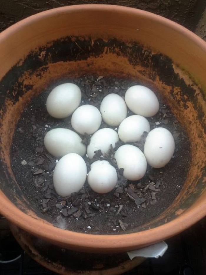 Парень заметил яйцо в своем цветочном горшке, а спустя немного времени там появились 11 утят