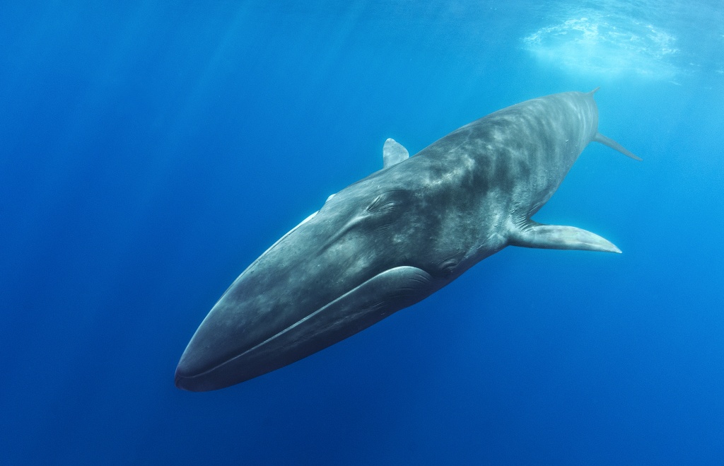 Исследователи планируют использовать "песни" кита для сейсмической визуализации земной коры