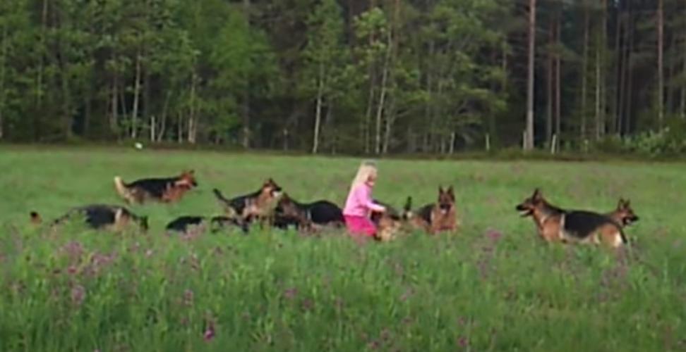 Кто сказал, что овчарки опасны? На видео 5-летняя девочка играет с 14 собаками