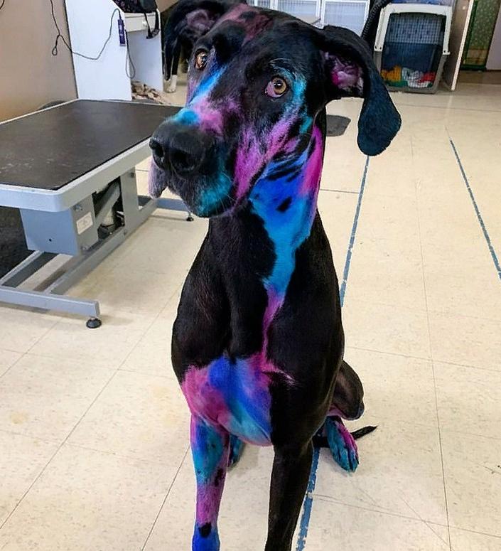 Галактический дог: девушка-грумер разрисовала свою собаку так, что многие задумываются о ее внеземном происхождении