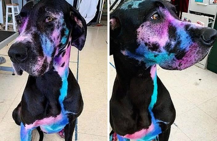 Галактический дог: девушка-грумер разрисовала свою собаку так, что многие задумываются о ее внеземном происхождении