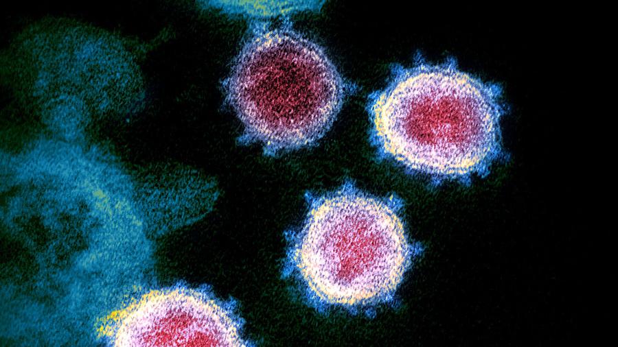 Исследование предсказывает, где могут возникнуть вспышки новых коронавирусов