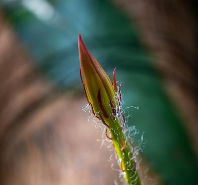 Редкий амазонский кактус, пахнущий духами, впервые зацветет в Великобритании и будет цвести один раз в течение 12 часов, прежде чем погибнет