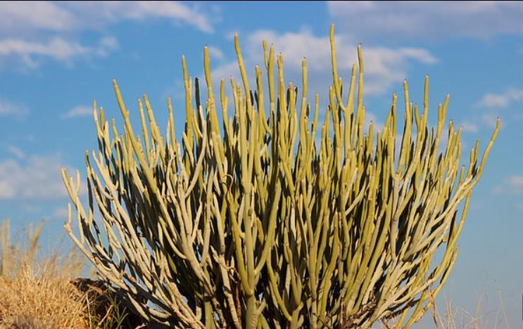 Загадка африканского волшебного круга разгадана: странные пятна в травянистой пустыне Намибии вызваны ядовитыми соками, использующимися в отравленных стрелах