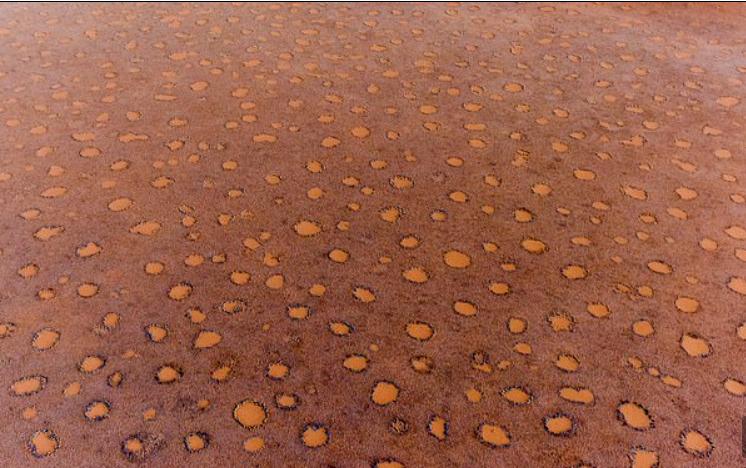 Загадка африканского волшебного круга разгадана: странные пятна в травянистой пустыне Намибии вызваны ядовитыми соками, использующимися в отравленных стрелах