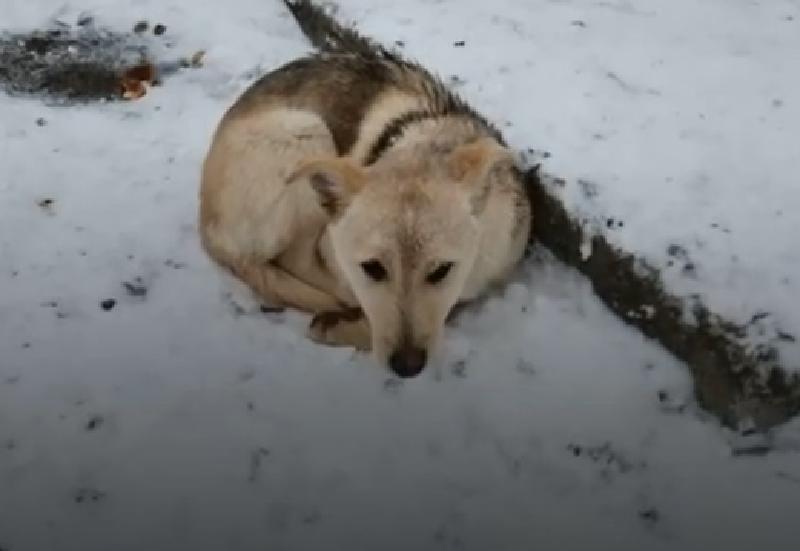 Маленькие герои: в Краснодарском крае неравнодушные дети спасали замерзавшего щенка (видео)