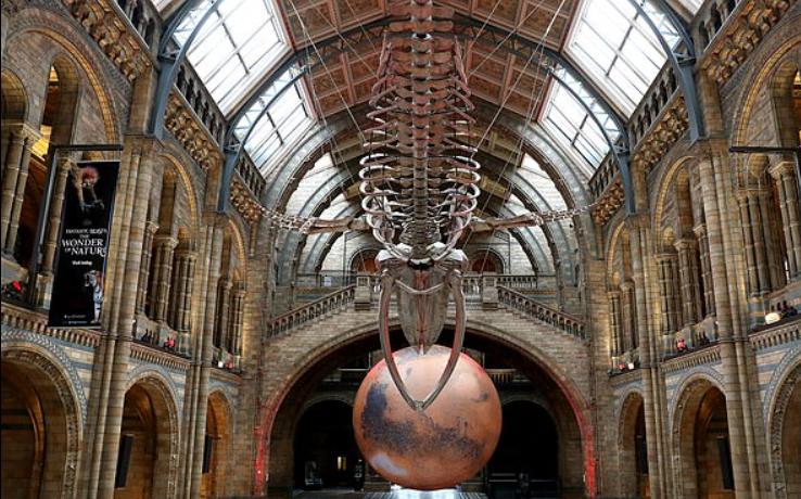 Лондонский Музей естественной истории устанавливает огромную модель Марса рядом с популярным изображением голубого кита (фото)