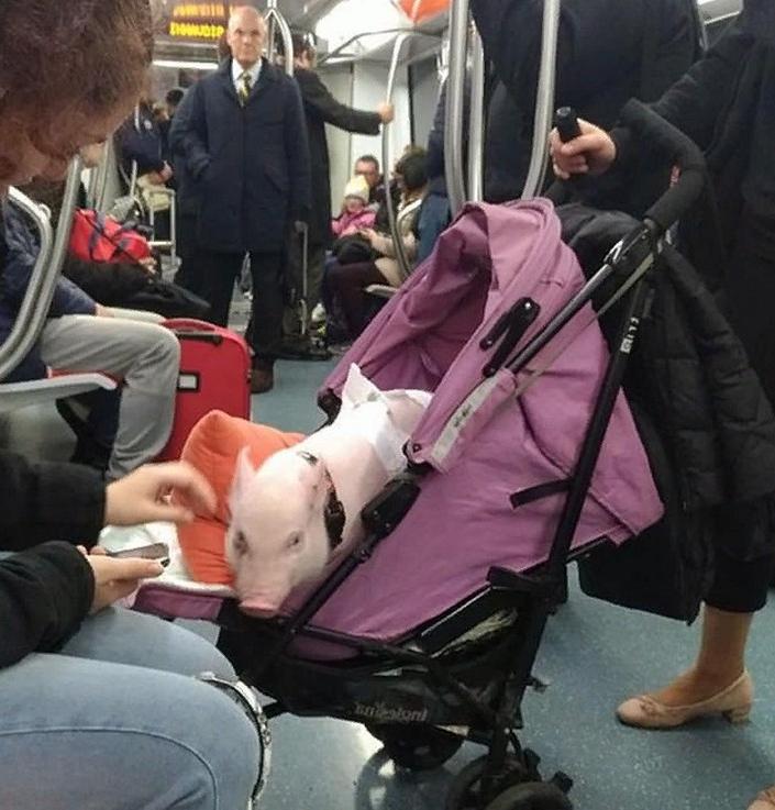 Собака просто устала: забавные фото животных в общественном транспорте