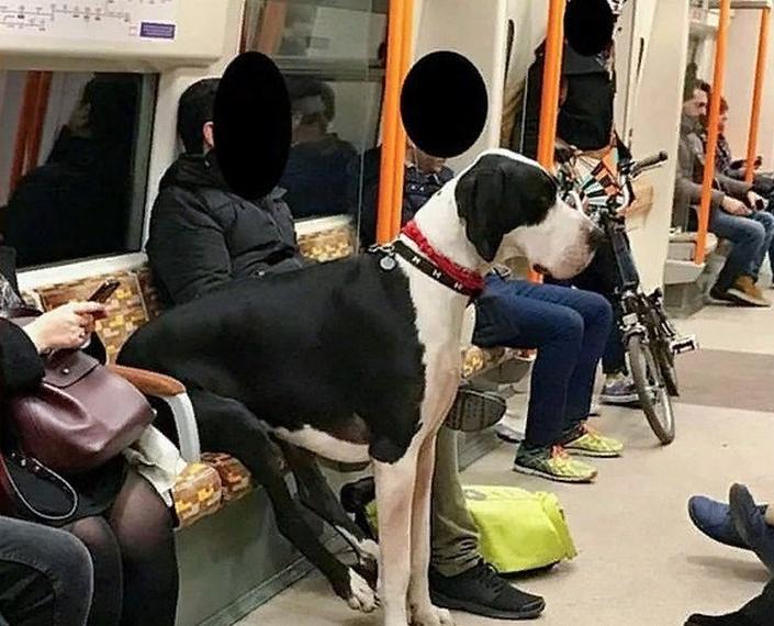 Собака просто устала: забавные фото животных в общественном транспорте