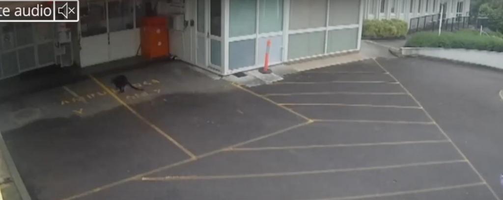 В Австралии неожиданный гость заскочил в больницу (видео)