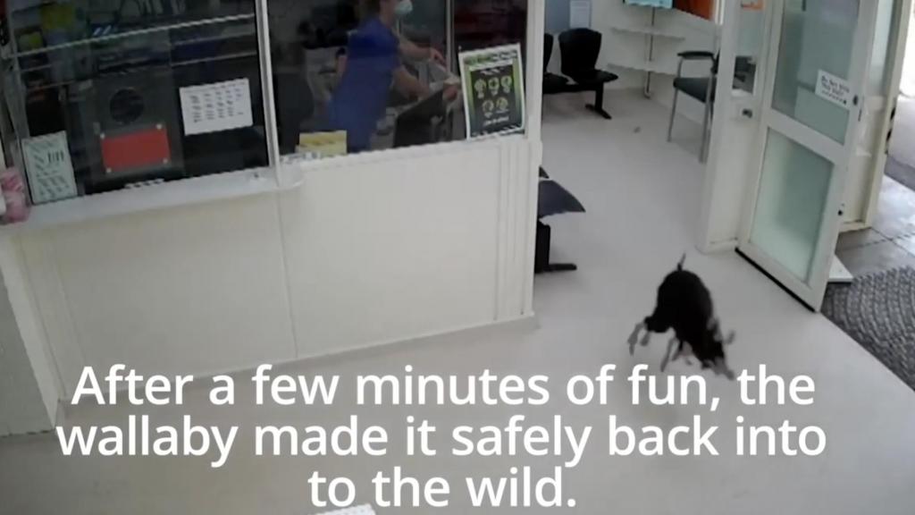 В Австралии неожиданный гость заскочил в больницу (видео)