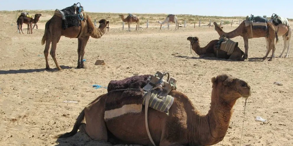 Ученые из Катара предложили лечить коронавирус с помощью верблюдов