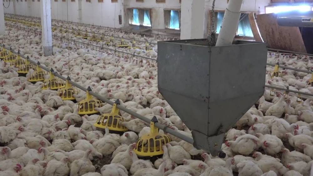 В РФ подтвержден первый случай заражения человека птичьим гриппом H5N8