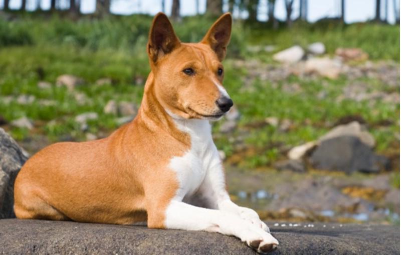 10 уникальных пород собак, которых вряд ли можно встретить на прогулке: мало кто решается их завести