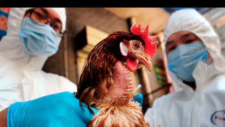 Первый случай заражения человека птичьим гриппом H5N8 выявлен в России: что поможет остановить распространение болезни