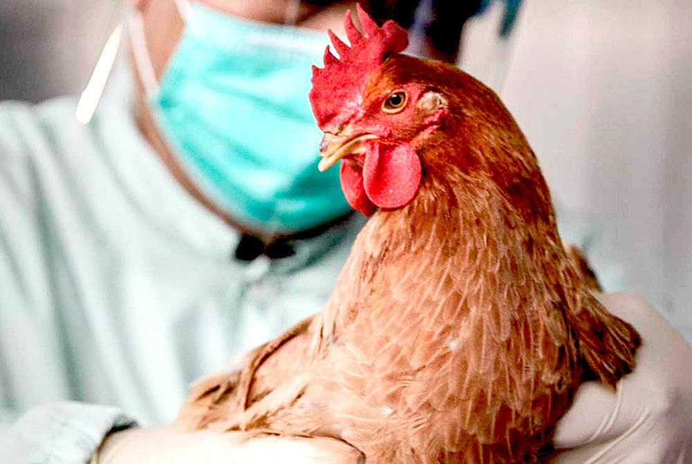 Первый случай заражения человека птичьим гриппом H5N8 выявлен в России: что поможет остановить распространение болезни