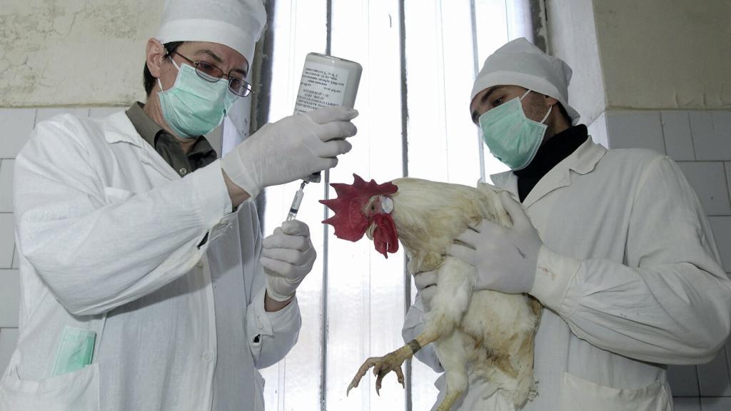Ученая опровергла вероятность заражения птичьим гриппом при употреблении курицы