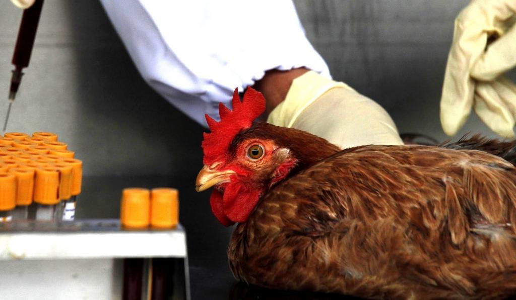 Ученая опровергла вероятность заражения птичьим гриппом при употреблении курицы