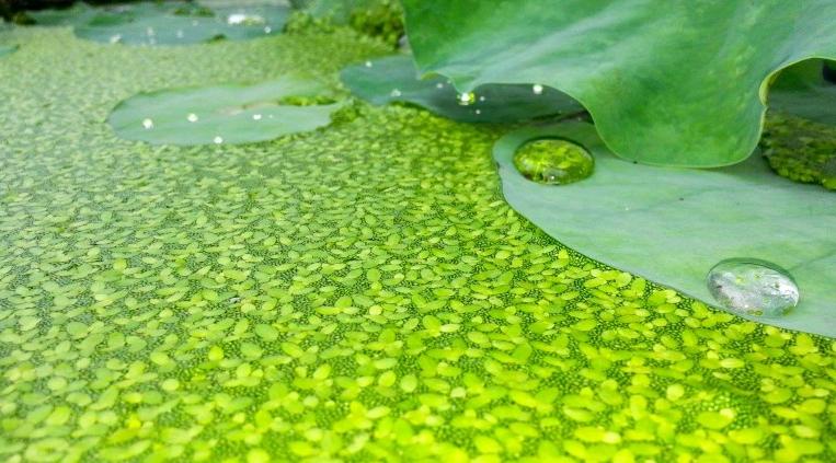 "Зеленая икра" - самое быстрорастущее растение в мире и альтернатива белку