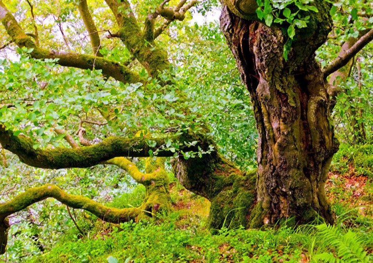 Бамбуковый, кривой, дождевой, угольный - фото красивых лесов со всего мира