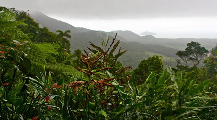 Бамбуковый, кривой, дождевой, угольный - фото красивых лесов со всего мира