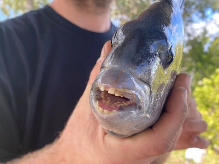 Неожиданный улов! Рыбаки поймали странную рыбу с "человеческими" зубами