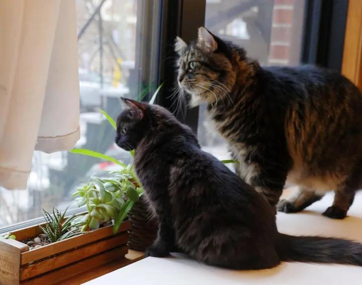 Люди заметили пушистый комочек в куче сухих листьев: теперь это красавец кот, живущий в любящей семье