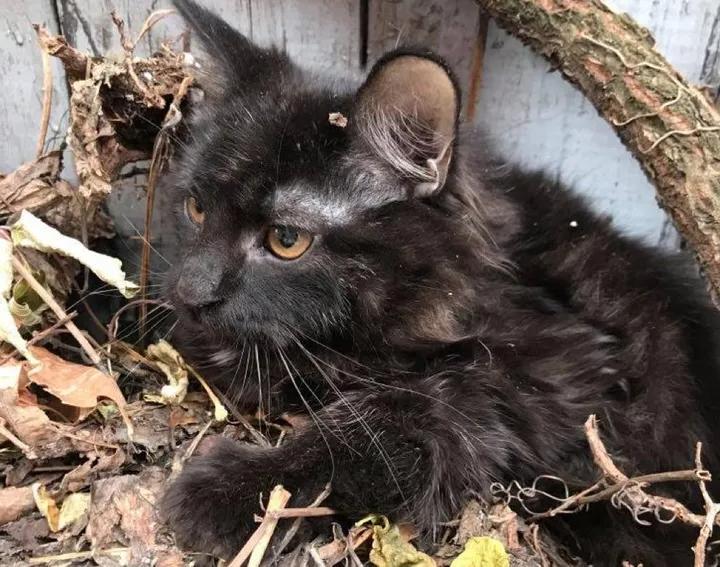 Люди заметили пушистый комочек в куче сухих листьев: теперь это красавец кот, живущий в любящей семье