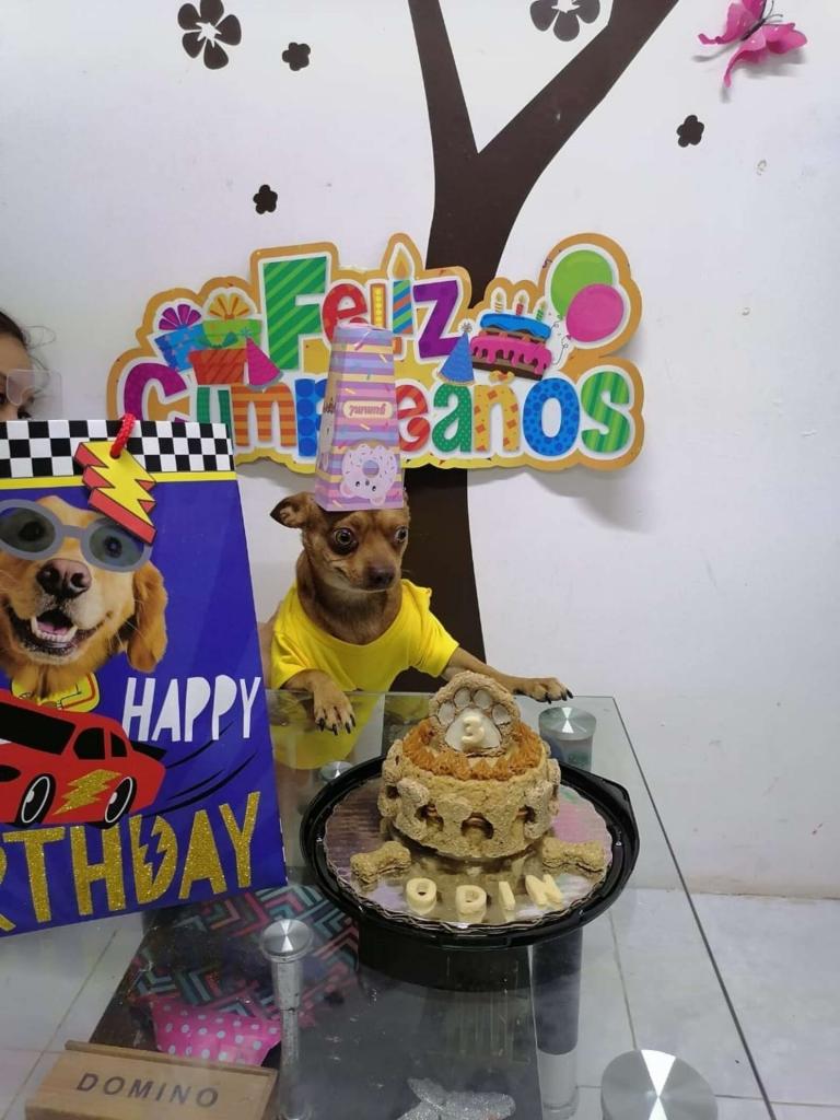 Хозяева не забыли про третий день рождения своей собачки: ее реакция на торт бесподобна (фото с праздника)