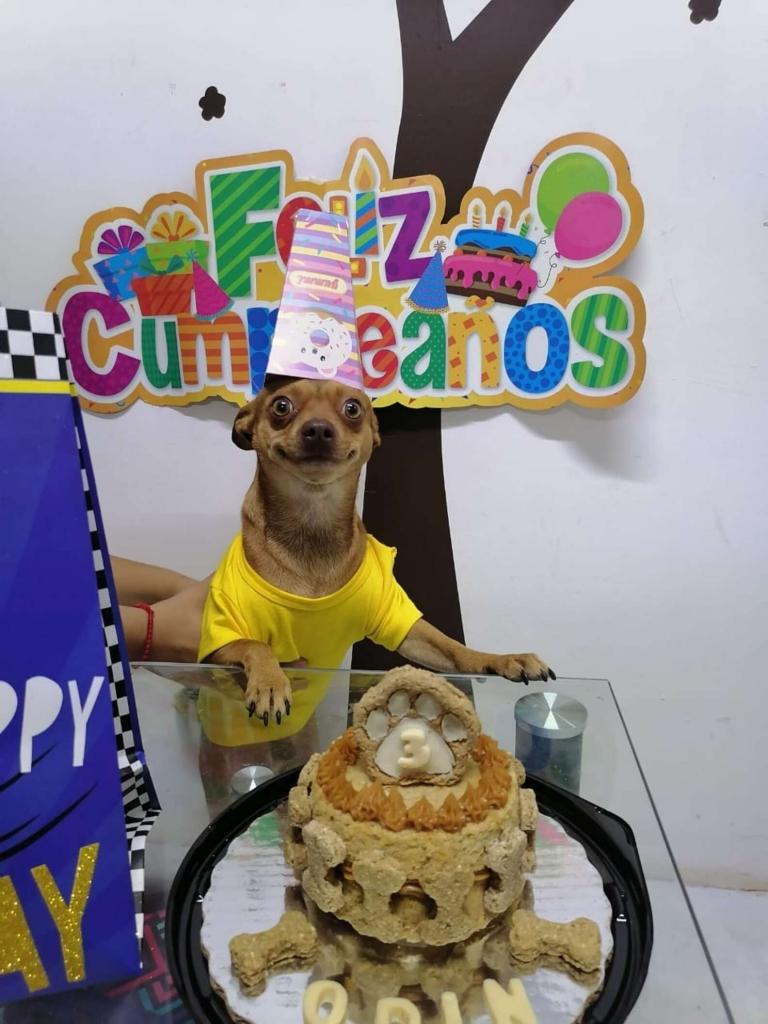 Хозяева не забыли про третий день рождения своей собачки: ее реакция на торт бесподобна (фото с праздника)